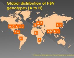 HBV Genotype